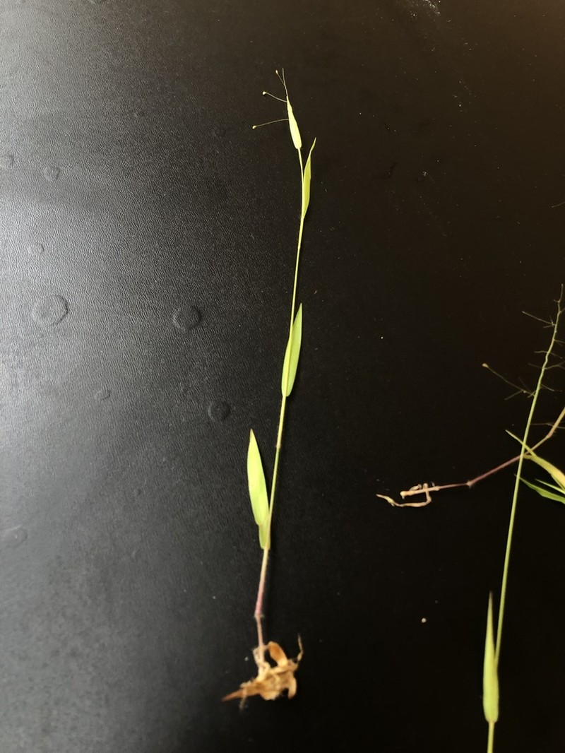Dichanthelium curtifolium photo 5