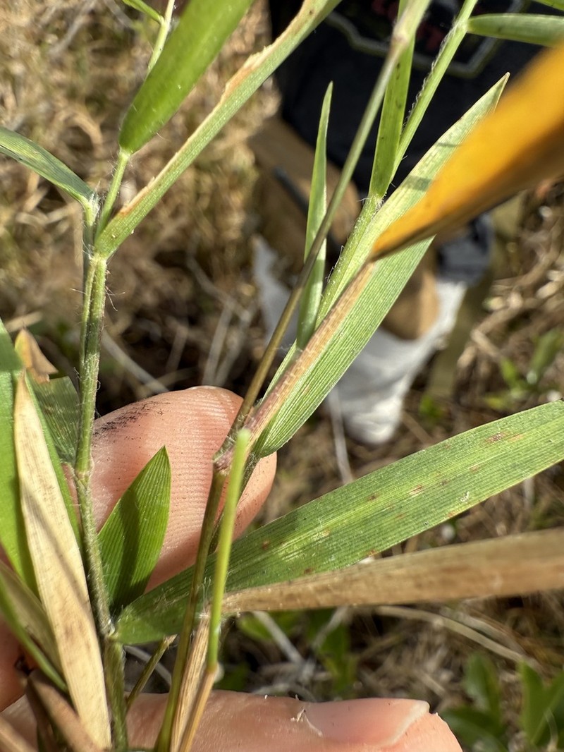 Dichanthelium curtifolium photo 6