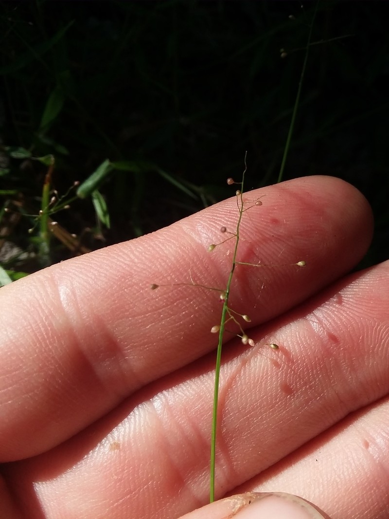 Dichanthelium curtifolium photo 7