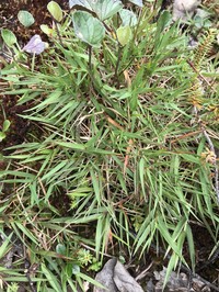 Tussock Panicgrass