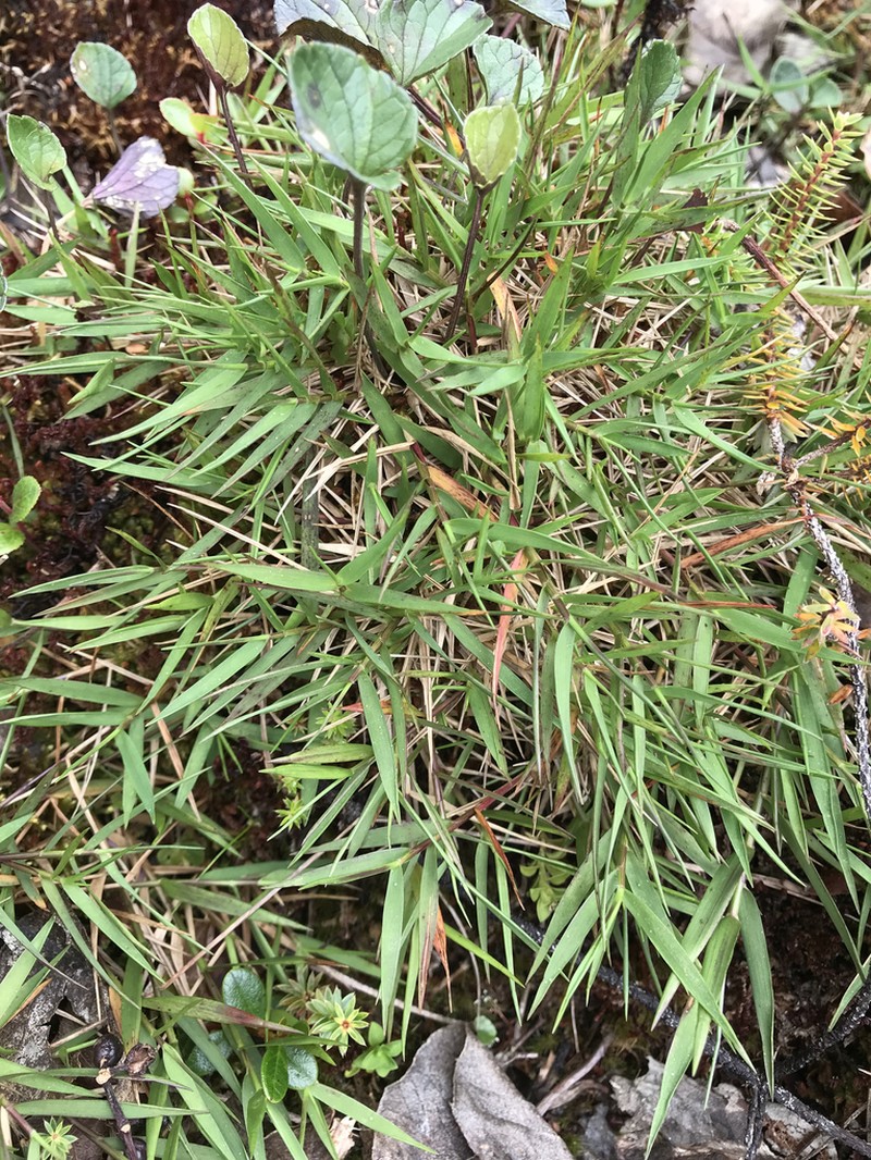 Tussock Panicgrass