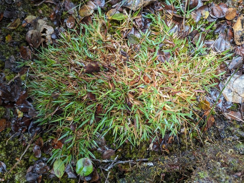 Tussock Panicgrass photo 2