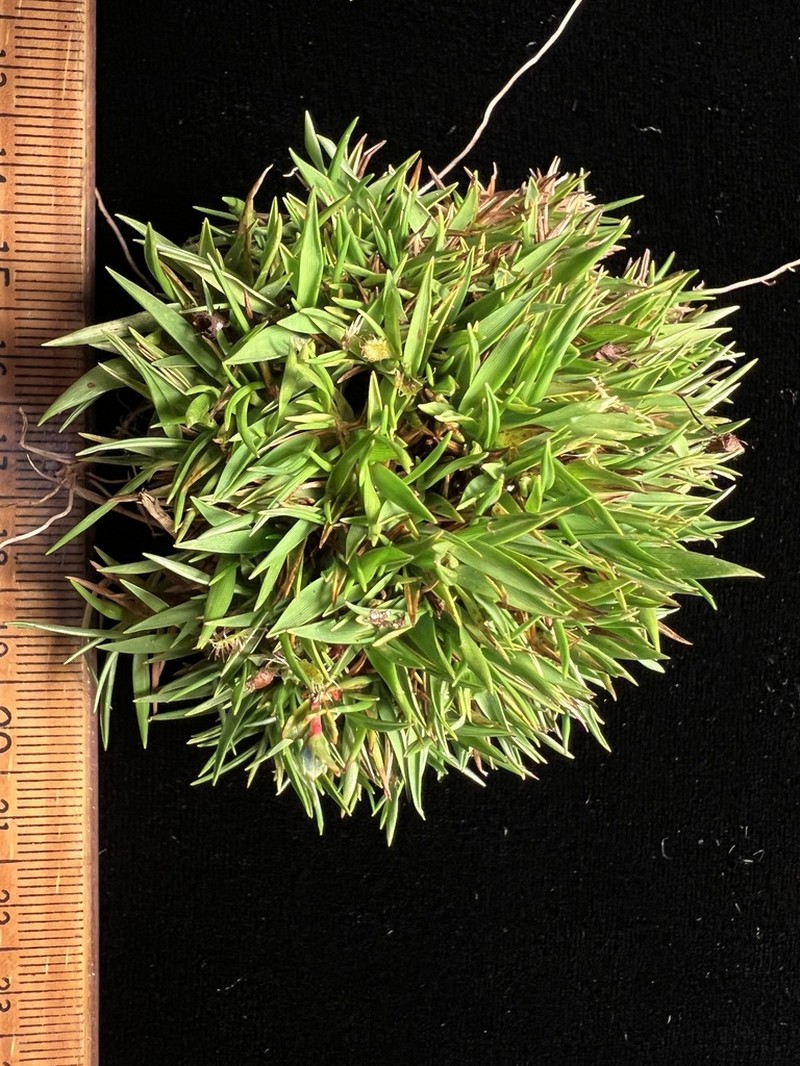 Tussock Panicgrass photo 3