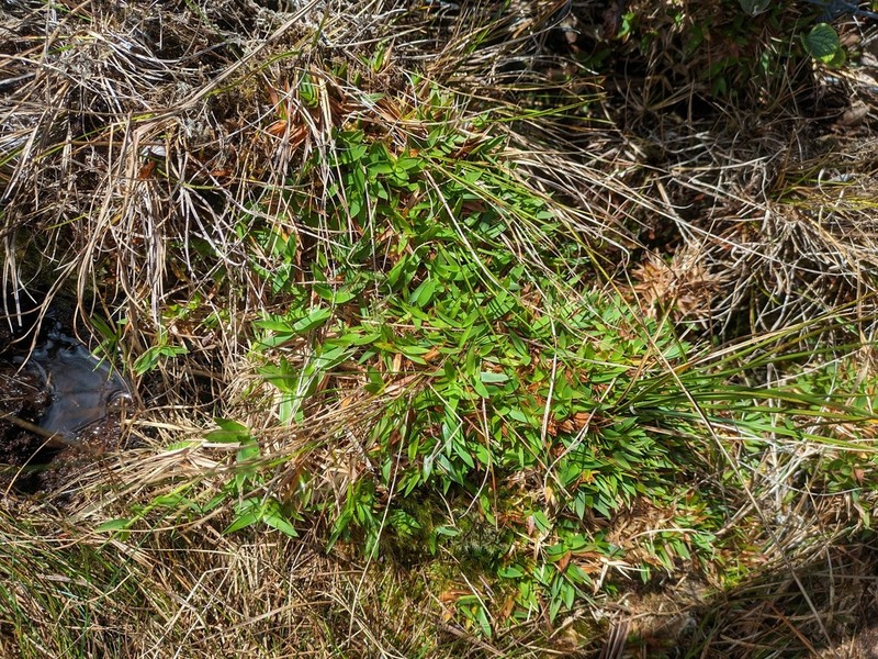 Tussock Panicgrass photo 5