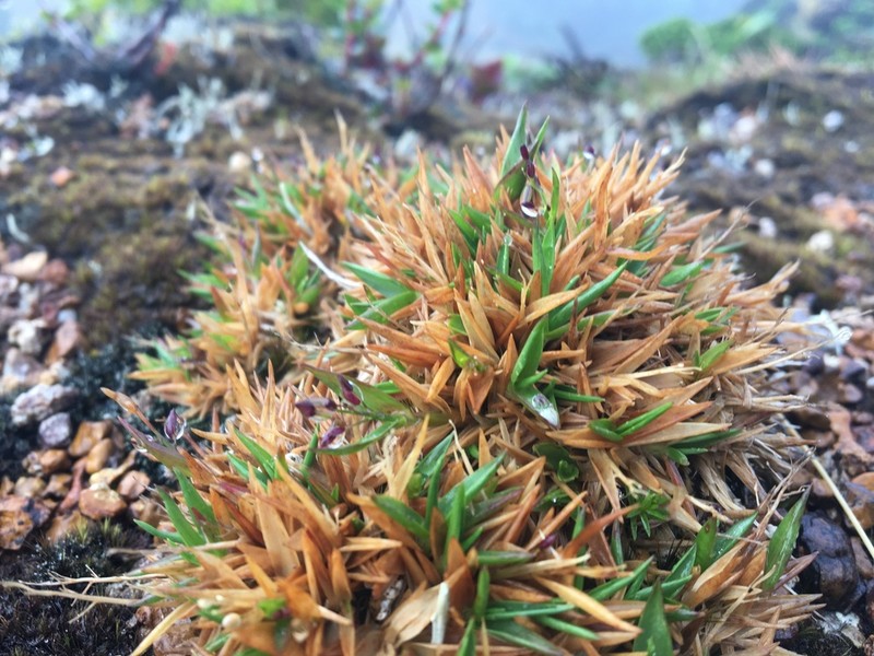 Tussock Panicgrass photo 6