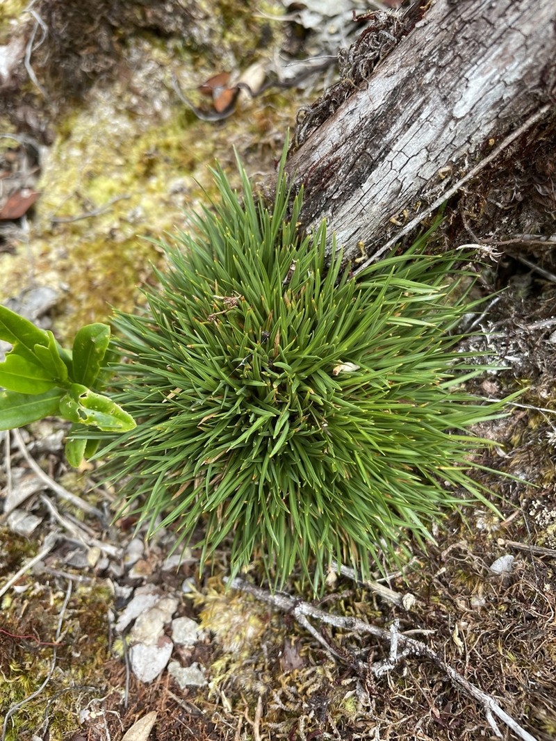 Tussock Panicgrass photo 7