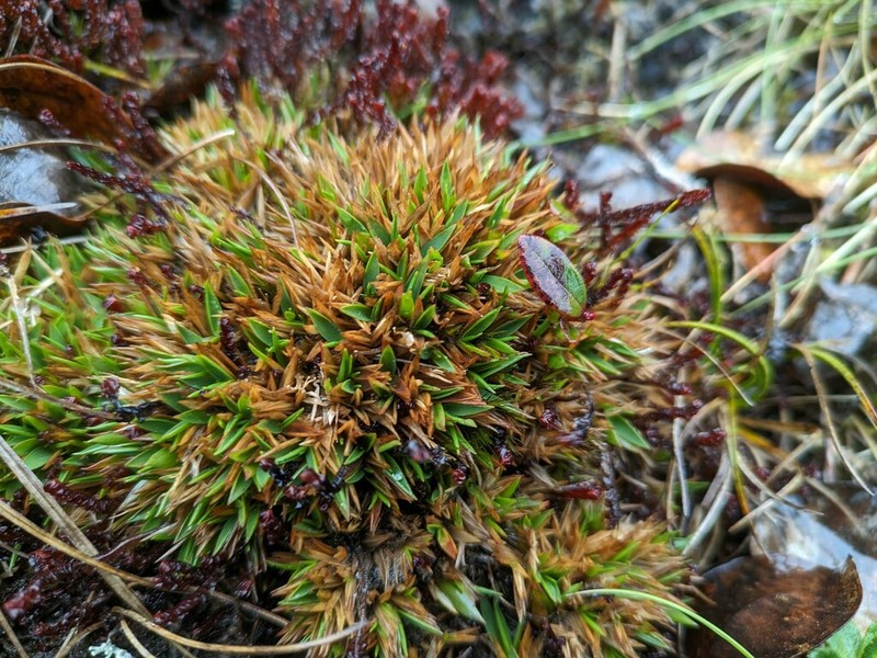 Tussock Panicgrass photo 8