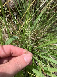 Starved Panicgrass