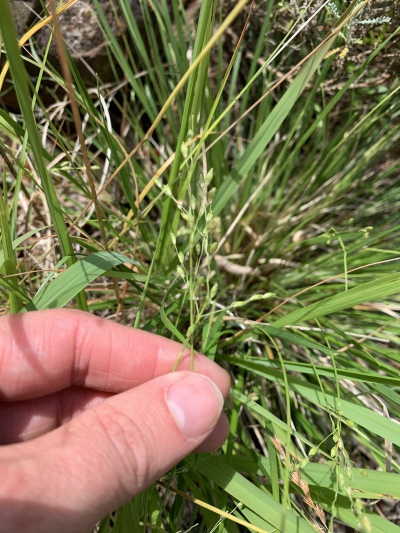 Starved Panicgrass