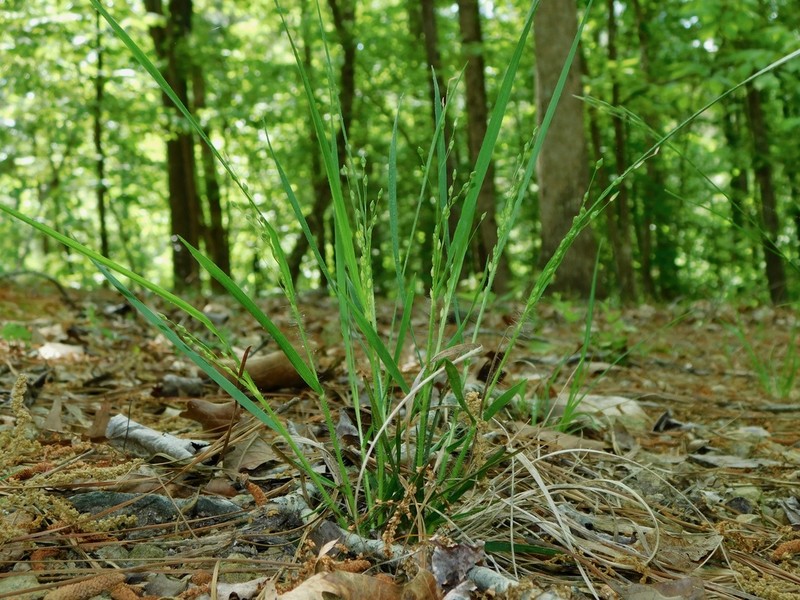 Starved Panicgrass photo 2