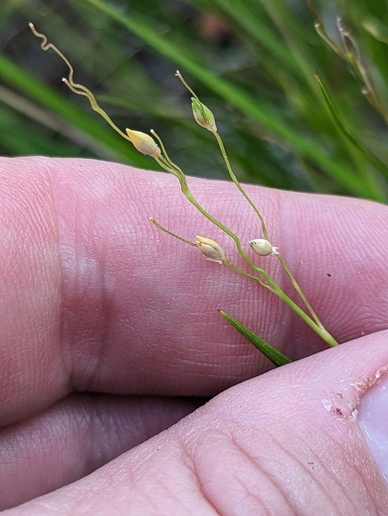 Starved Panicgrass photo 3