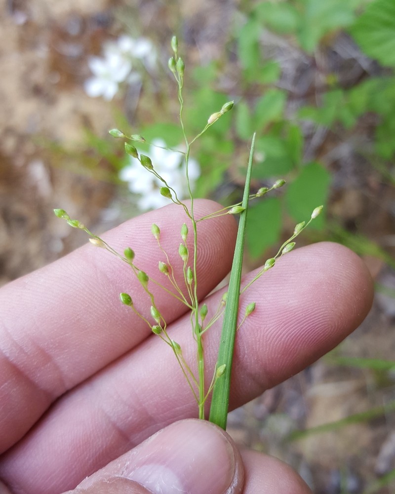 Starved Panicgrass photo 4