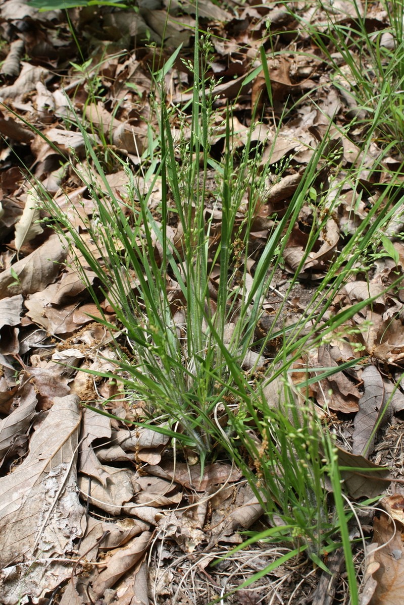 Starved Panicgrass photo 5