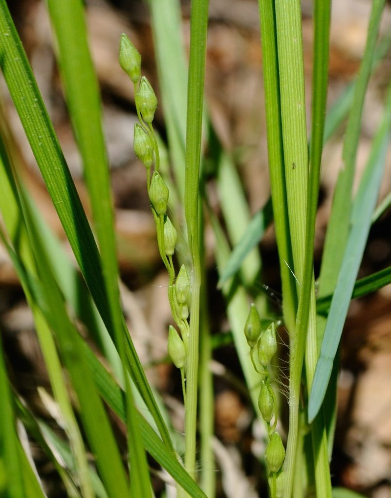 Starved Panicgrass photo 6