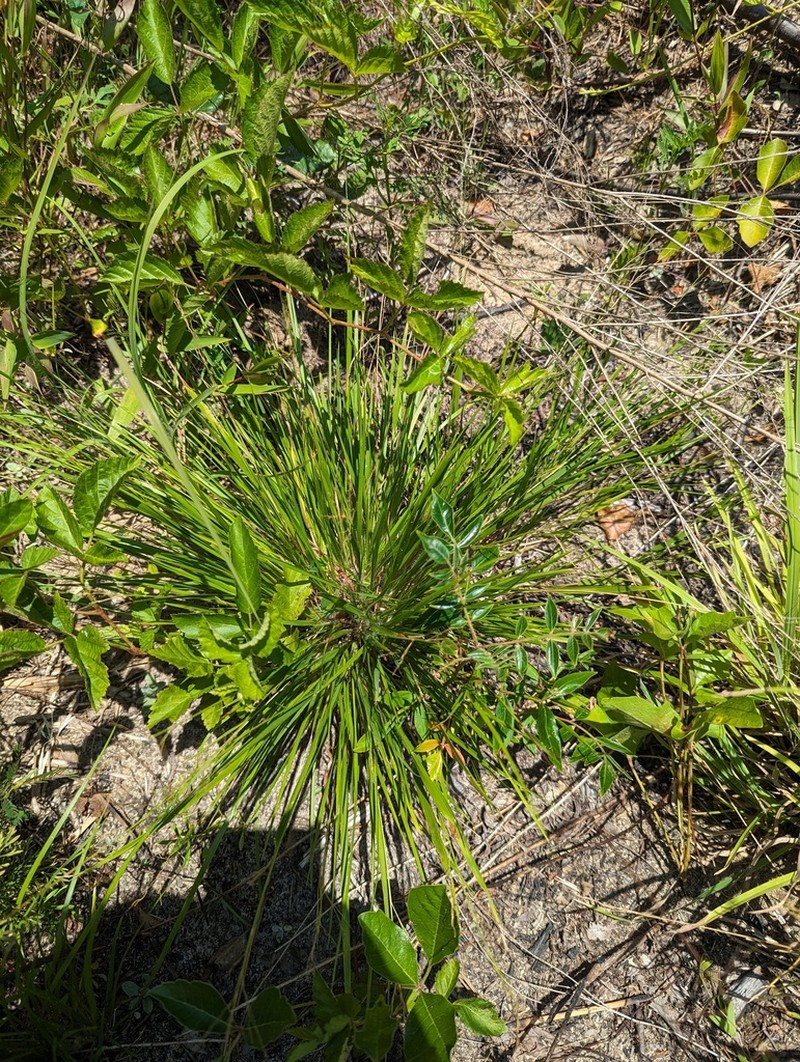Starved Panicgrass photo 7