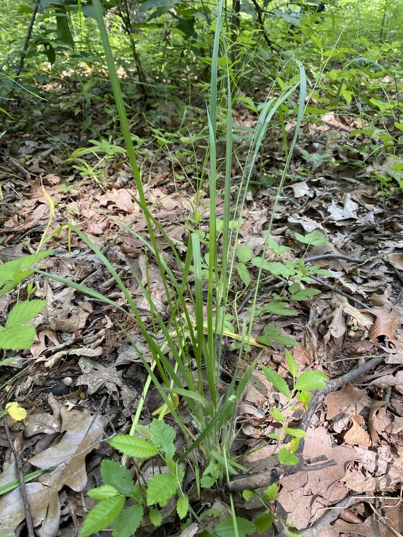 Starved Panicgrass photo 8