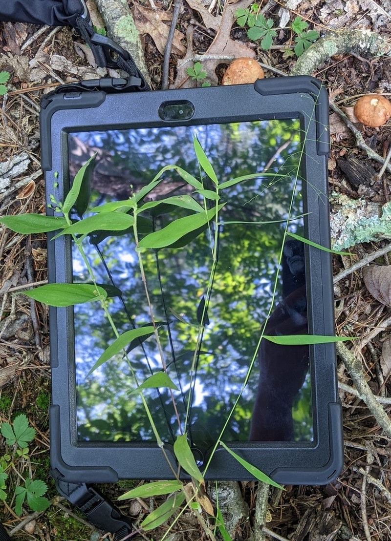 Cypress Panicgrass
