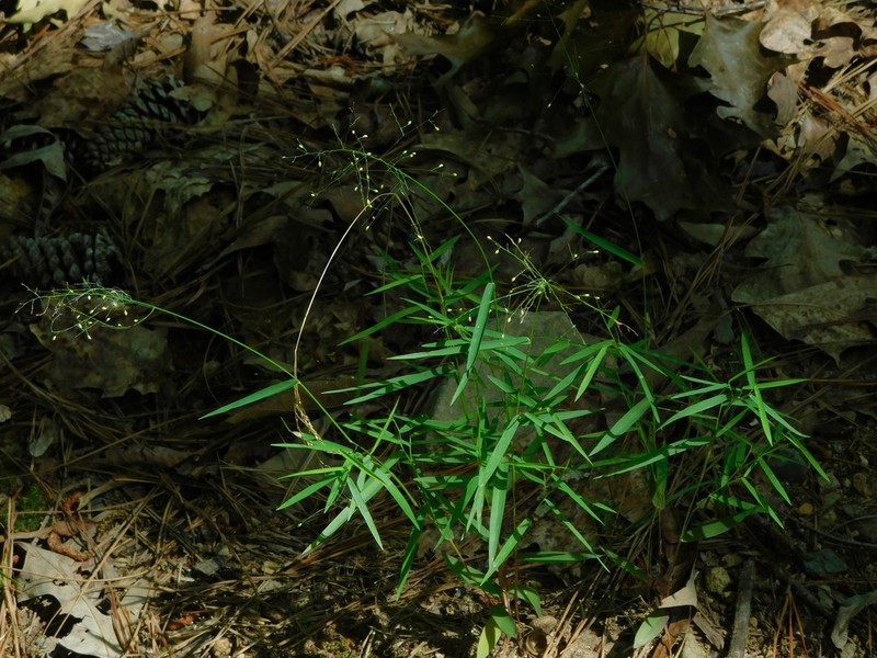 Cypress Panicgrass photo 2