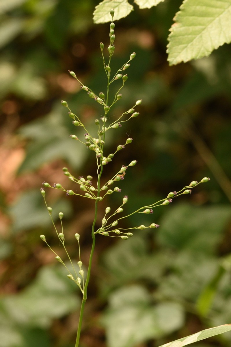 Cypress Panicgrass photo 3