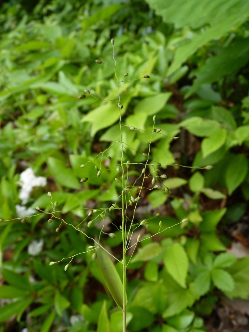 Cypress Panicgrass photo 4