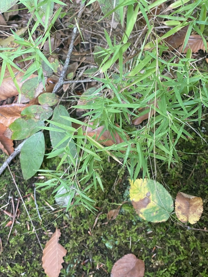 Cypress Panicgrass photo 5