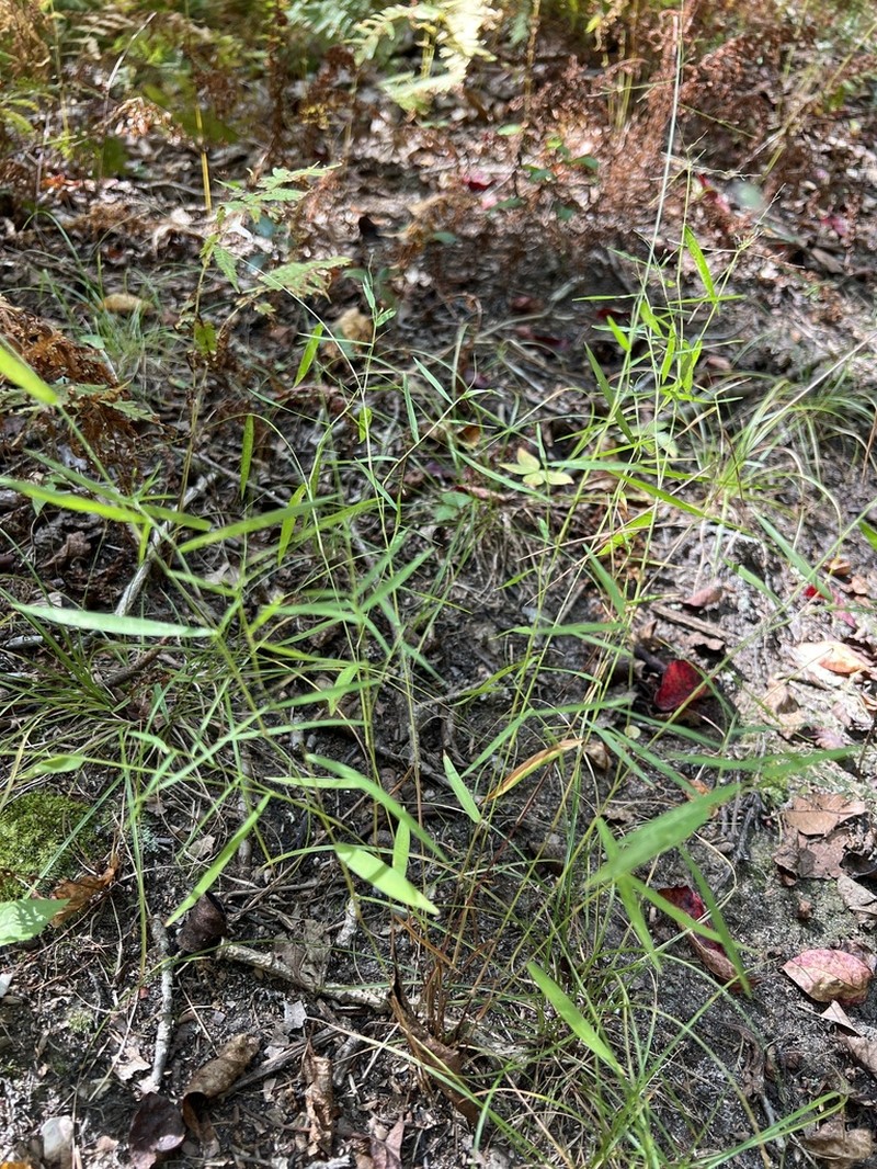 Cypress Panicgrass photo 6