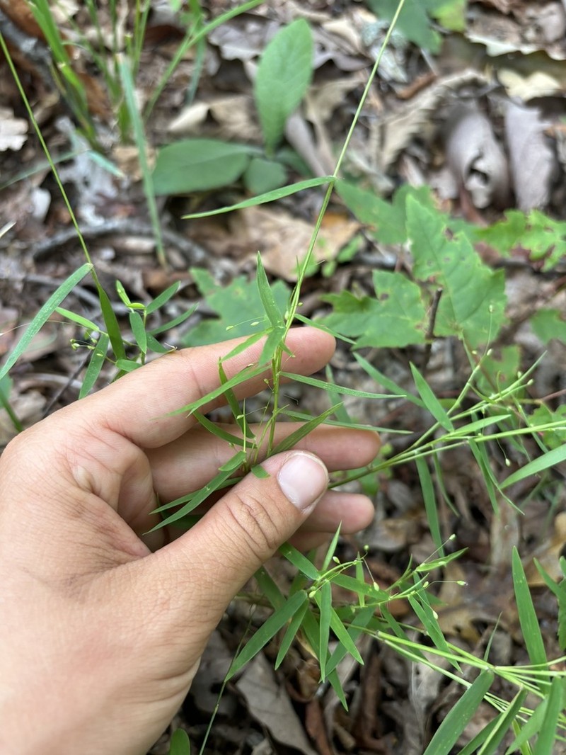 Cypress Panicgrass photo 7