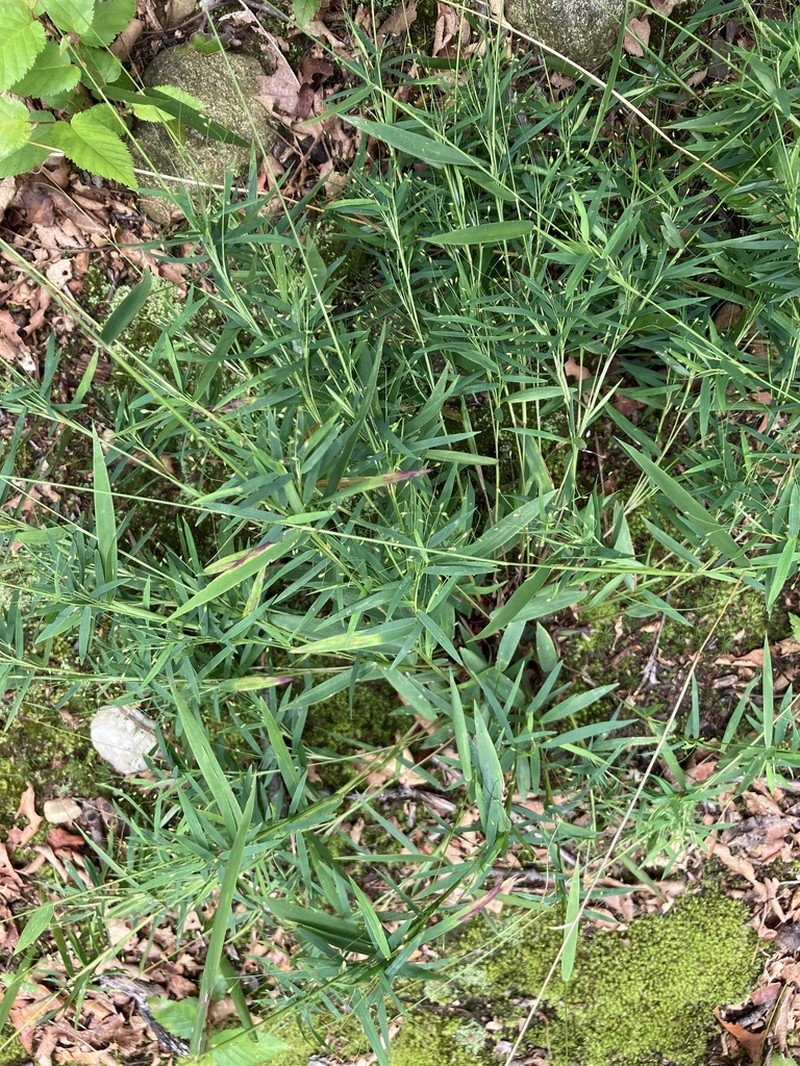 Cypress Panicgrass photo 8
