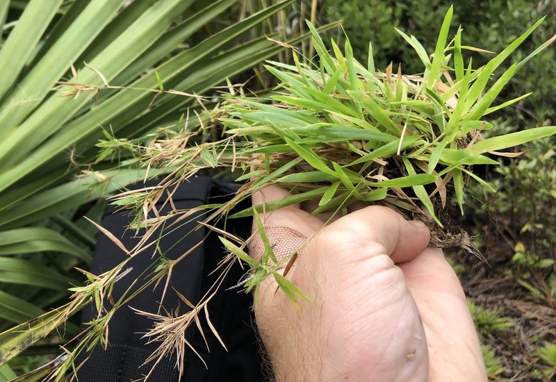 Dichanthelium ensifolium photo 2