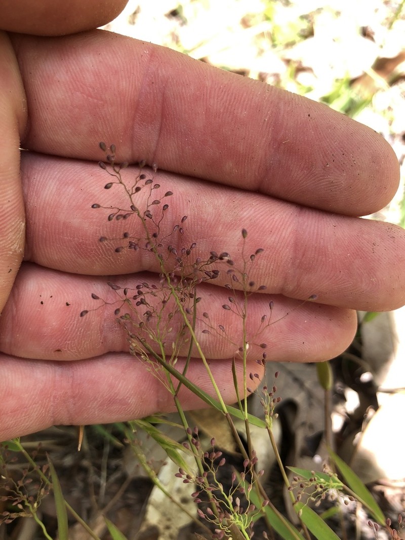Dichanthelium ensifolium photo 3