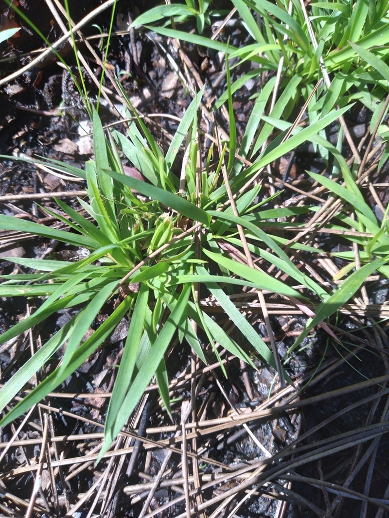 Dichanthelium ensifolium photo 4