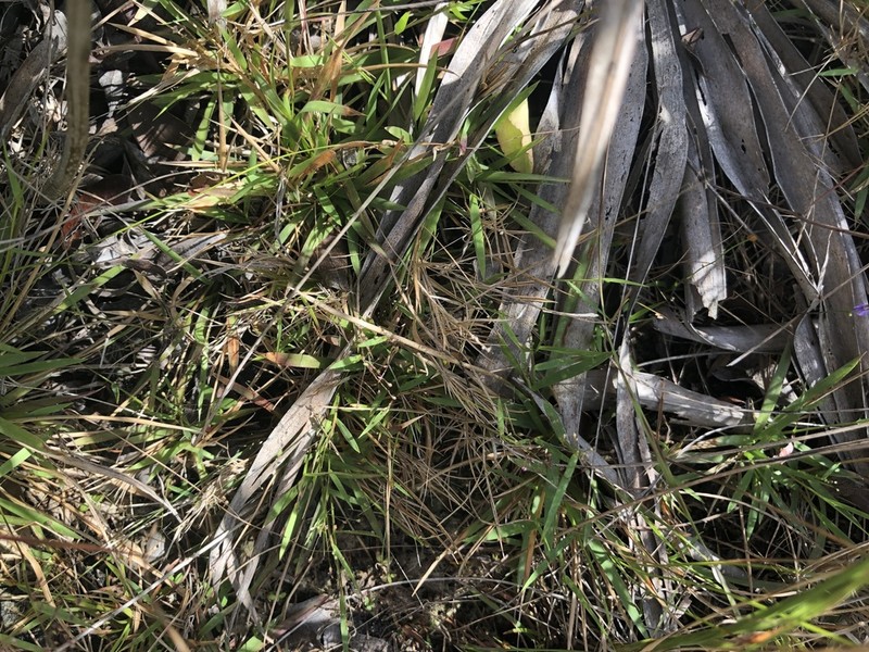 Dichanthelium ensifolium photo 5