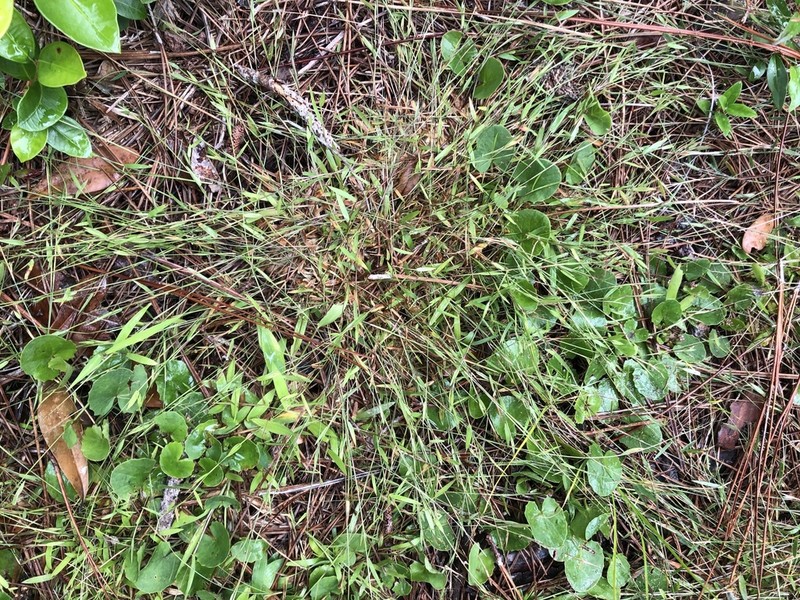 Dichanthelium ensifolium photo 6