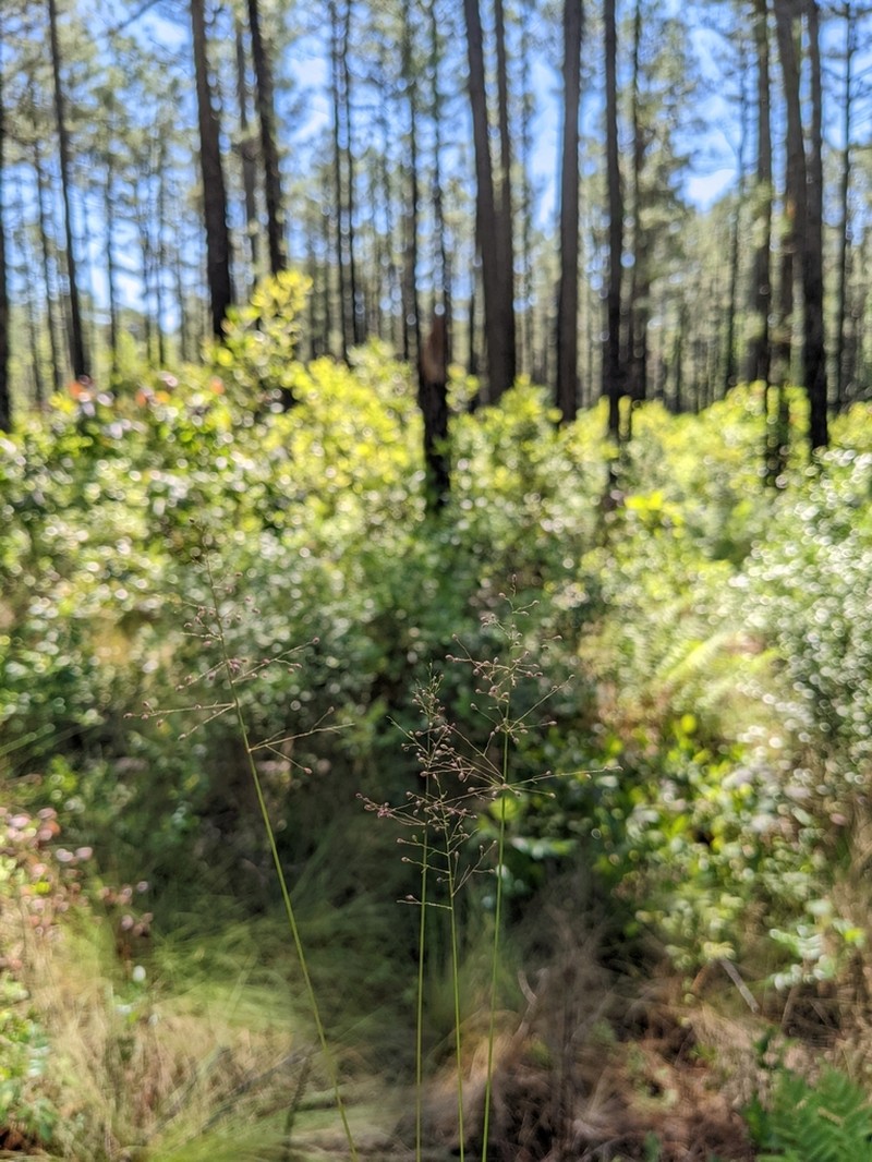 Dichanthelium ensifolium photo 7