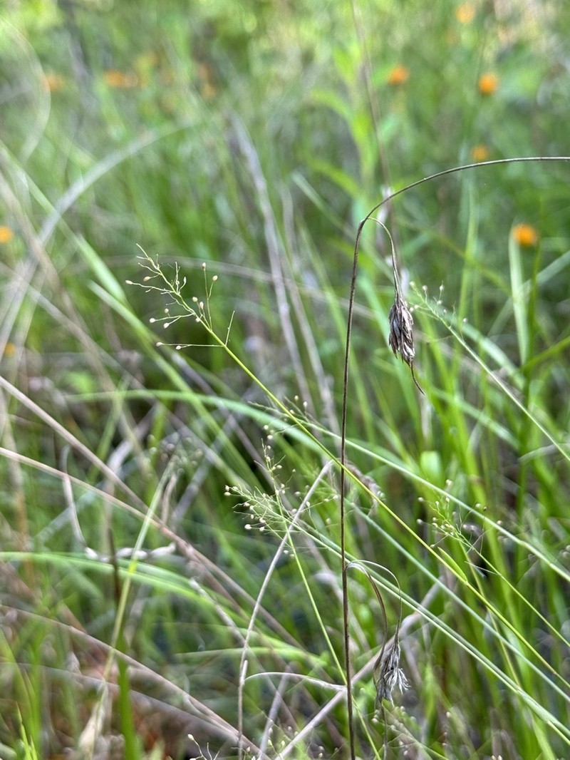 Dichanthelium ensifolium photo 8