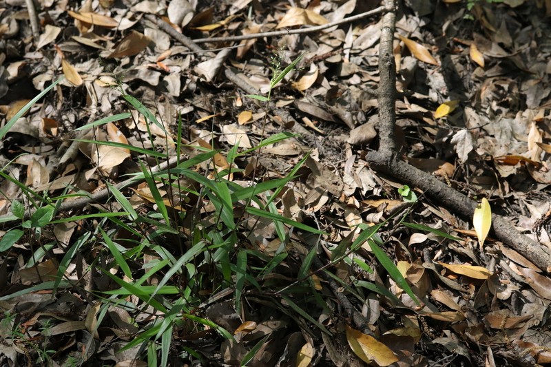 Dichanthelium equilaterale photo 8