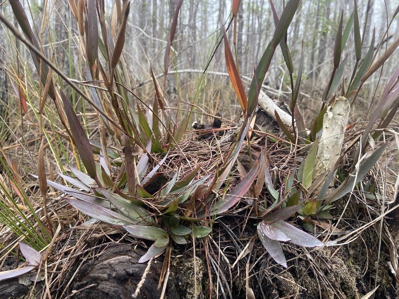 Erectleaf Panicgrass
