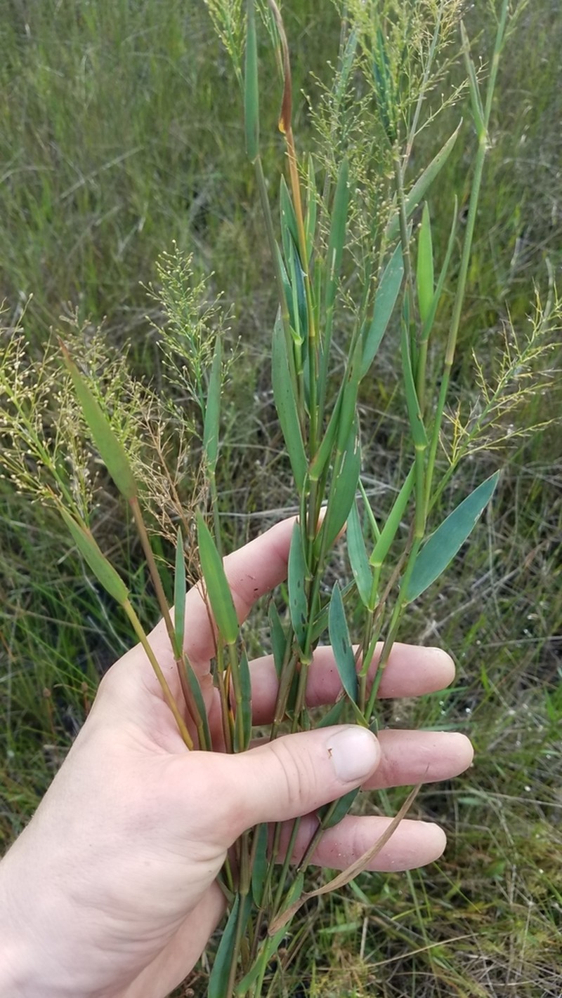 Erectleaf Panicgrass photo 2