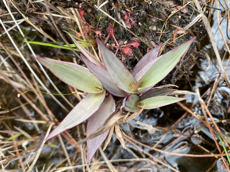 Erectleaf Panicgrass photo 3