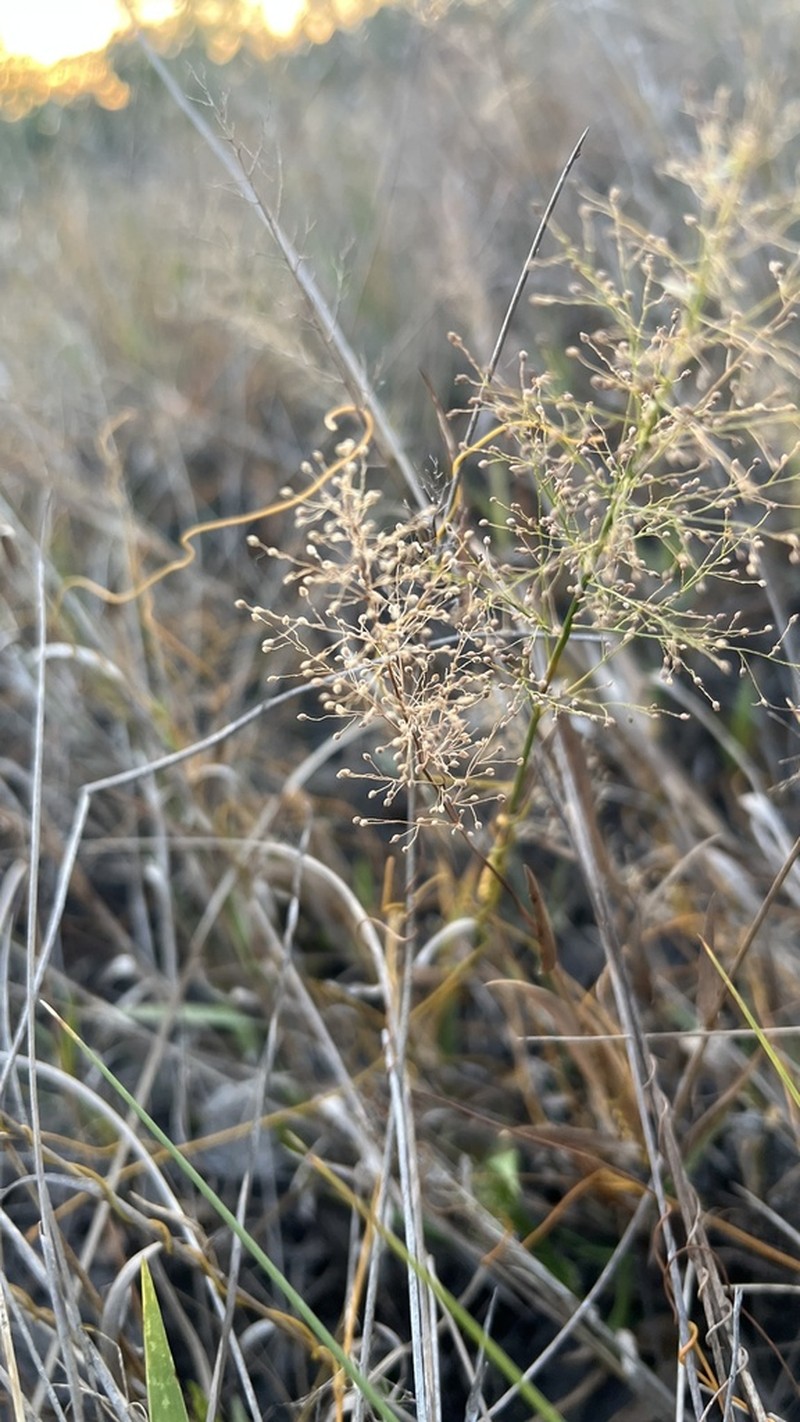 Erectleaf Panicgrass photo 4