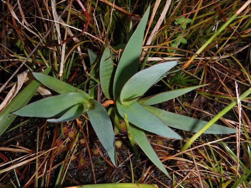 Erectleaf Panicgrass photo 5