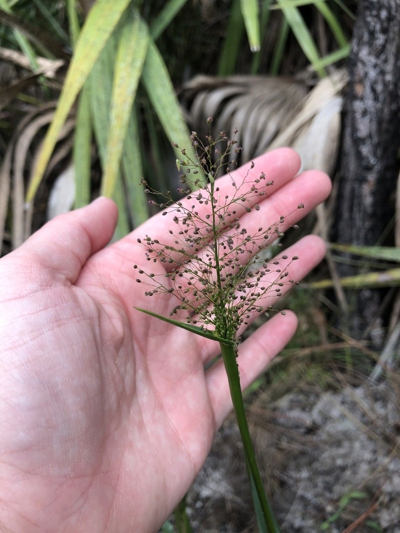 Erectleaf Panicgrass photo 6