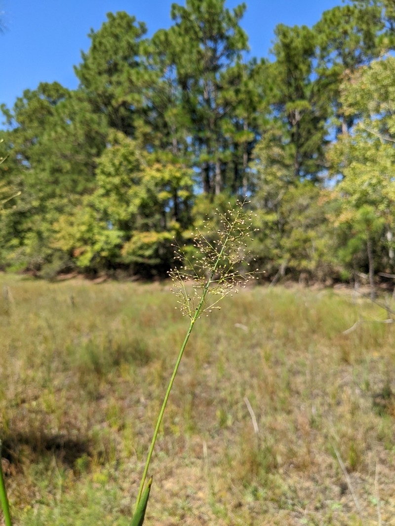 Erectleaf Panicgrass photo 7