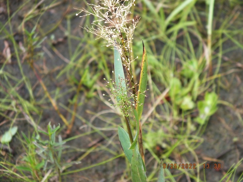 Erectleaf Panicgrass photo 8