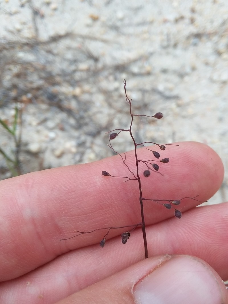 Dichanthelium filiramum