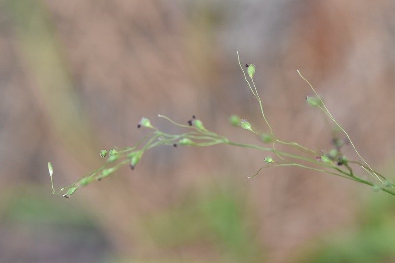 Dichanthelium filiramum photo 3