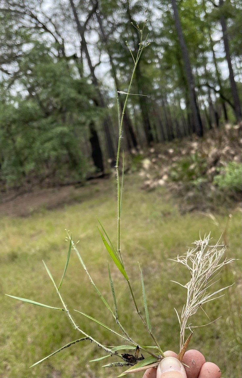 Dichanthelium filiramum photo 4