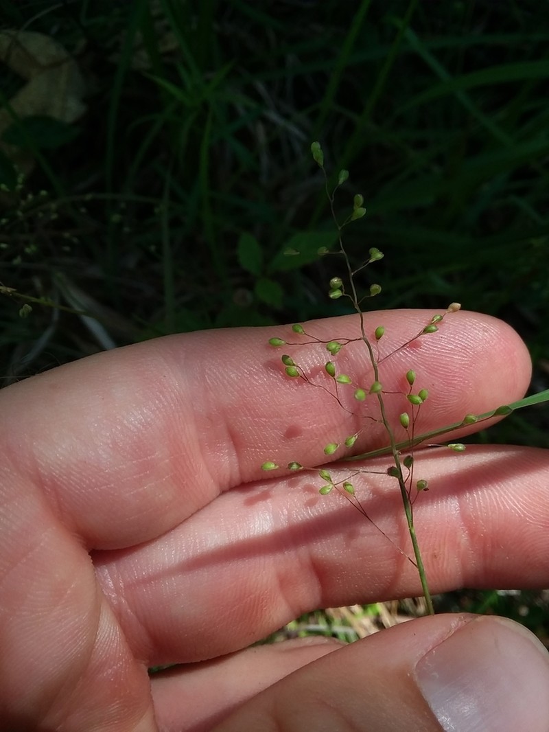 Dichanthelium filiramum photo 6