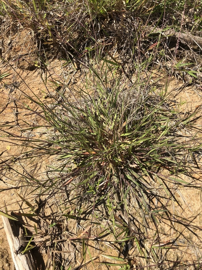 Dichanthelium filiramum photo 7