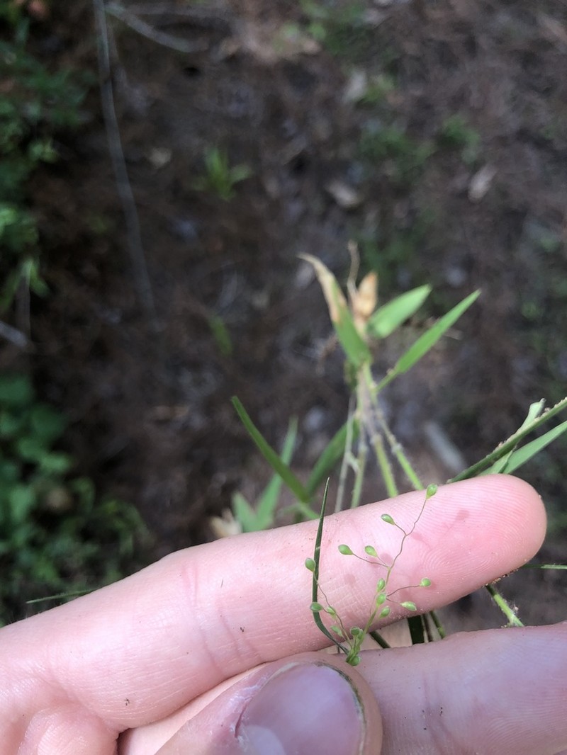Dichanthelium filiramum photo 8